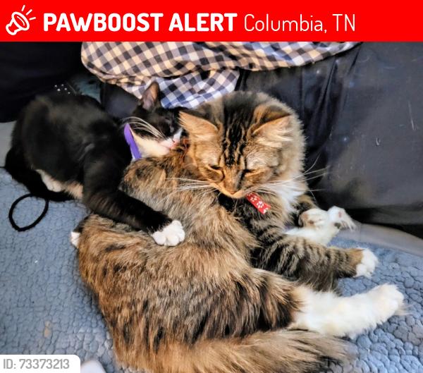 Lost Female Cat last seen Jefferson Drive and Theta Pike, Columbia TN NORTH SIDE, Columbia, TN 38401