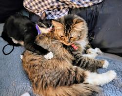 Lost Female Cat last seen Jefferson Drive and Theta Pike, Columbia TN NORTH SIDE, Columbia, TN 38401