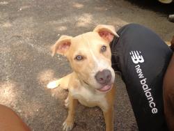 Lost Female Dog last seen Near W Hickory St., Chicago Heights, IL 60411