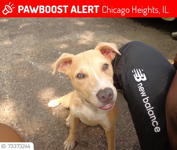 Lost Female Dog last seen Near W Hickory St., Chicago Heights, IL 60411