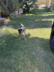 Found/Stray Unknown Dog last seen Hughson ca 95326, Hughson, CA 95326