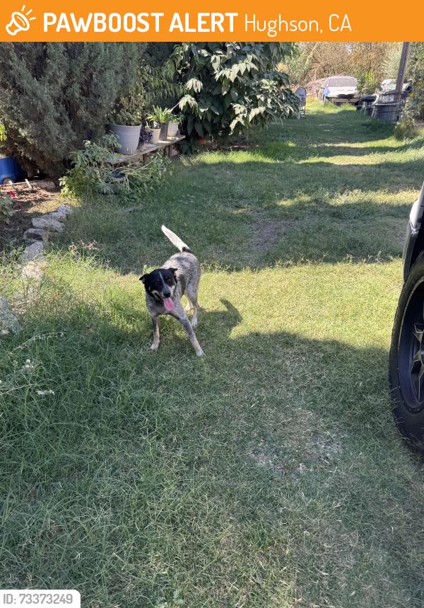 Found/Stray Unknown Dog last seen Hughson ca 95326, Hughson, CA 95326