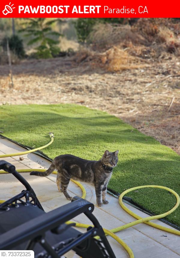 Lost Male Cat last seen Inez Way and Boquest Blvd (681 Boquest), Paradise, CA 95969