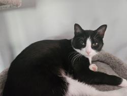 Lost Female Cat last seen Old NC 18, by Mull Elementary, Morganton, NC 28655