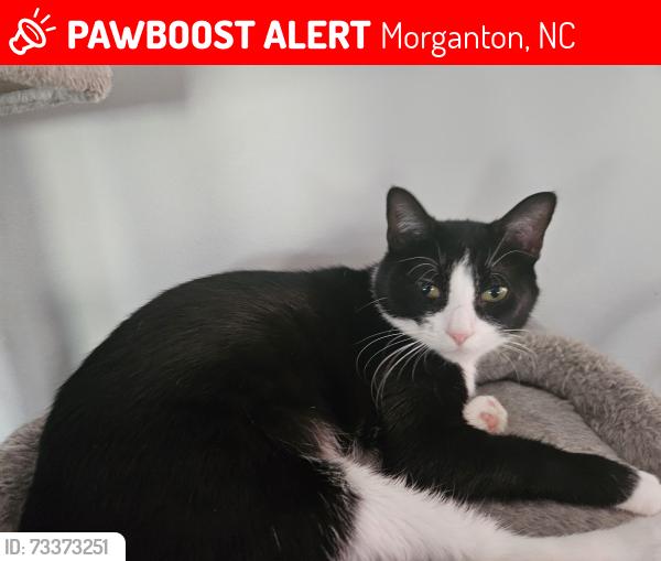 Lost Female Cat last seen Old NC 18, by Mull Elementary, Morganton, NC 28655
