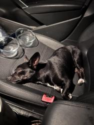 Found/Stray Male Dog last seen Euclid, Chaffey High School, I street, Ontario, CA 91761