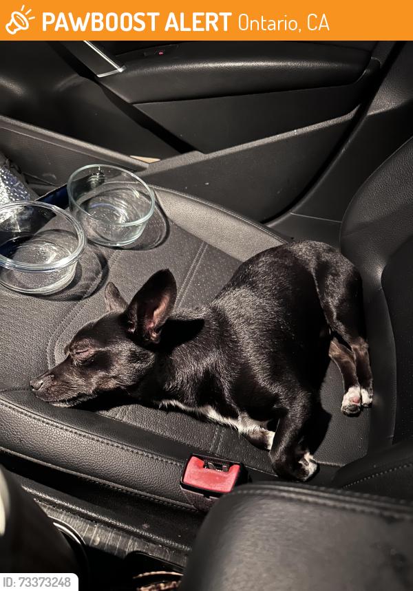 Found/Stray Male Dog last seen Euclid, Chaffey High School, I street, Ontario, CA 91761