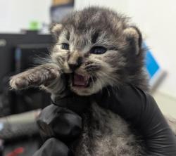 Shelter Stray Male Cat last seen Near Market Street, San Diego, CA, 92102, 5500 Gaines St, San Diego, CA 92110, USA