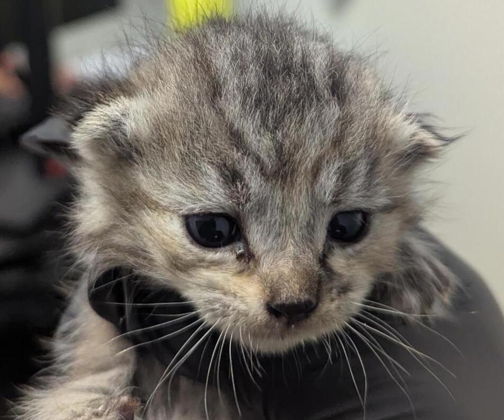 Shelter Stray Female Cat last seen Near Market Street, San Diego, CA, 92102, 5500 Gaines St, San Diego, CA 92110, USA