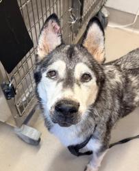 Shelter Stray Female Dog last seen Near N Johnson Avenue, El Cajon, CA, 92020, El Cajon, CA 92020, USA