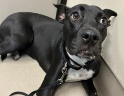 Shelter Stray Female Dog last seen Near Printwood Way, San Diego, CA, 92117, El Cajon, CA 92020, USA