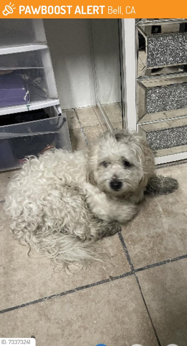 Found/Stray Male Dog last seen Bear Ave, Bell, CA 90201