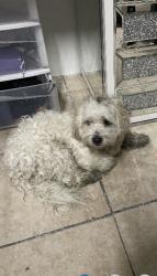 Found/Stray Male Dog last seen Bear Ave, Bell, CA 90201