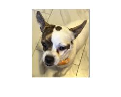 Reunited Male Dog last seen Hyatt St and N Judson St, San Diego, CA 92111