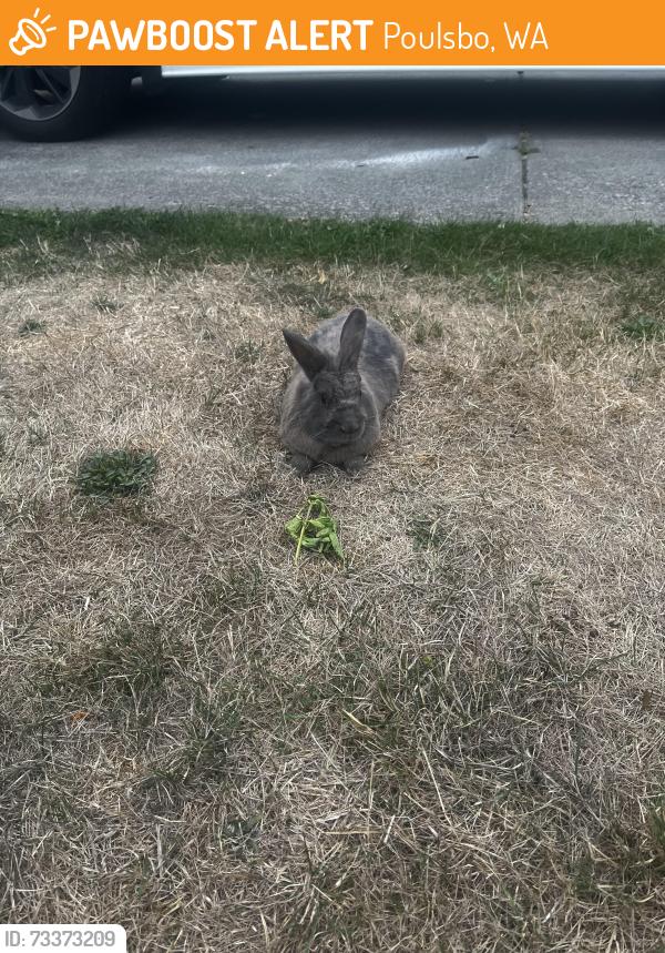 Found/Stray Unknown Rabbit last seen Deer run, selsund ct, Poulsbo, WA 98370