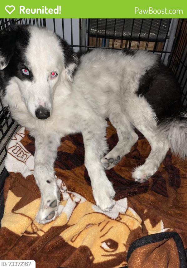 Reunited Female Dog last seen 7th St, Hughson, CA 95326, USA, Hughson, CA 95326