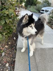 Reunited Male Dog last seen Sunkist Dr and Columbian st, Oakland, CA 94605