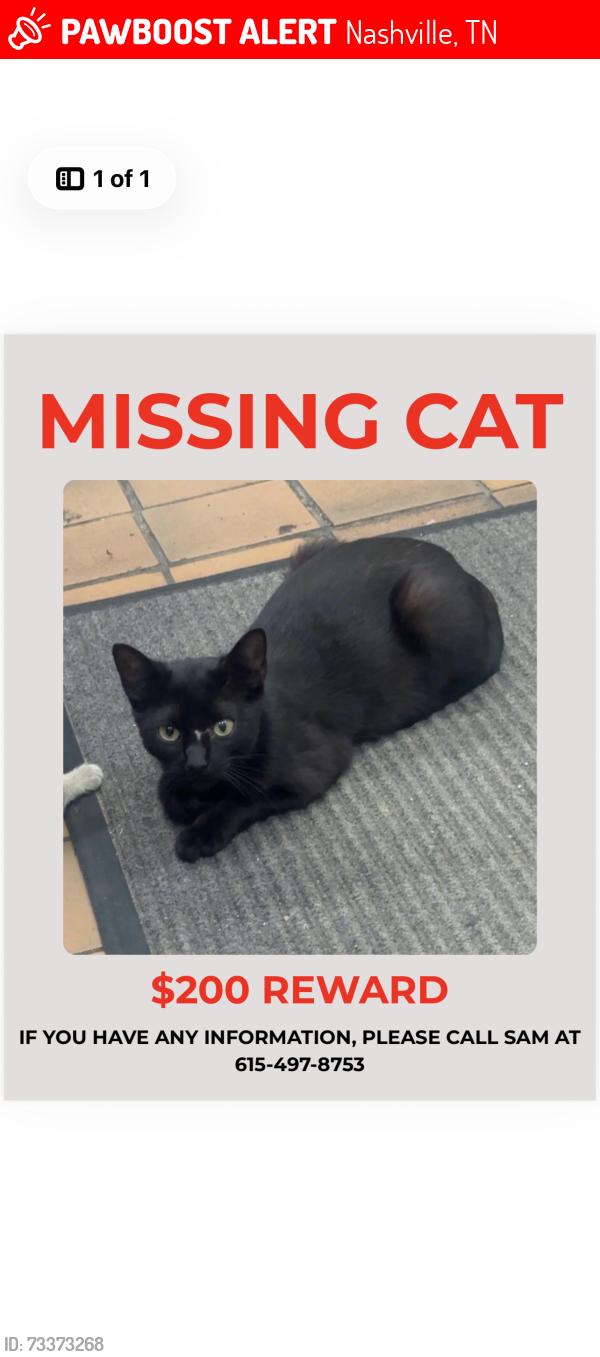 Lost Female Cat last seen Boten supermarket Edmonton pike, Nashville, TN 37211