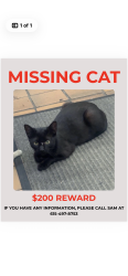 Lost Female Cat last seen Boten supermarket Edmonton pike, Nashville, TN 37211
