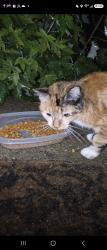 Found/Stray Unknown Cat last seen 20th st. And Rowland, Canton, OH 44714