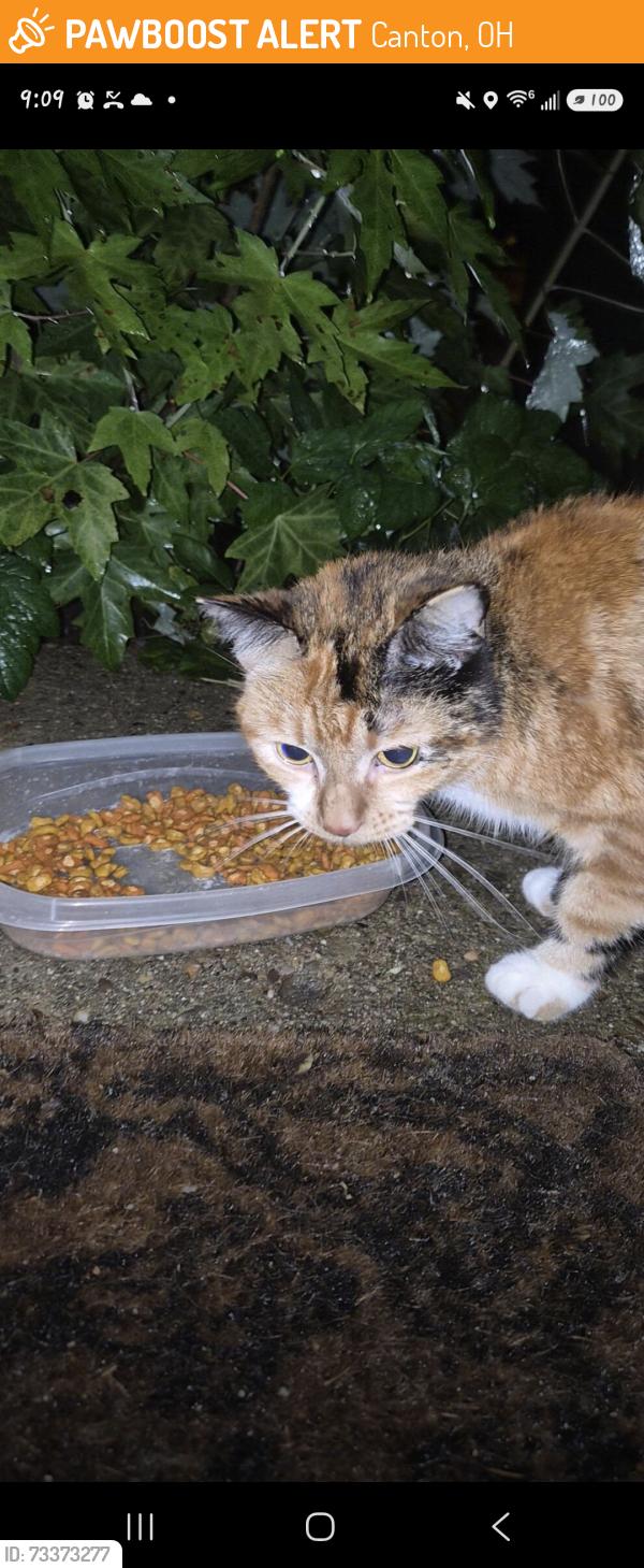 Found/Stray Unknown Cat last seen 20th st. And Rowland, Canton, OH 44714