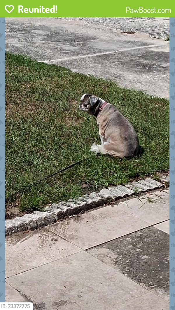 Reunited Female Dog last seen Near circle hill dr, Brandon, FL 33510