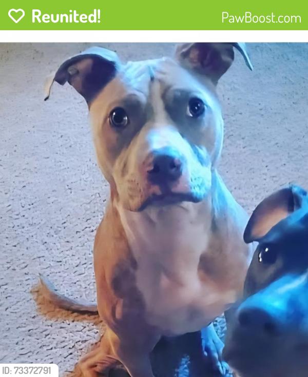 Reunited Male Dog last seen Apple Valley, Woodstock, GA 30188