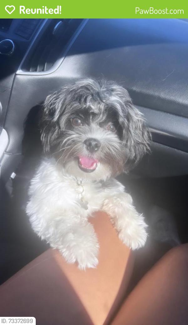 Reunited Male Dog last seen Near stella coffee, Fort Myers, FL 33913