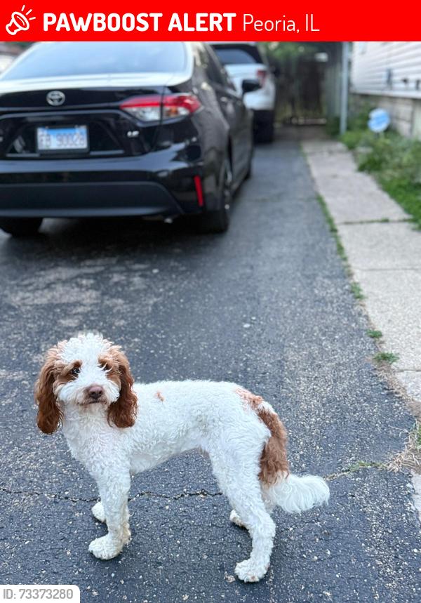 Lost Male Dog last seen Marquette St in Peoria, Peoria, IL 61605