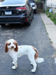 Lost Male Dog last seen Marquette St in Peoria, Peoria, IL 61605