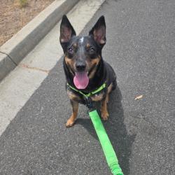 Lost Male Dog last seen Rose Circle, Harlingen, TX 78552