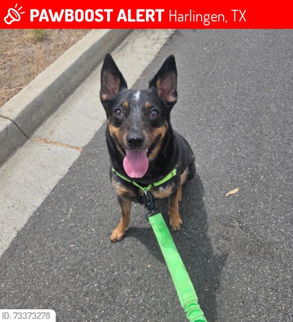 Lost Male Dog last seen Rose Circle, Harlingen, TX 78552