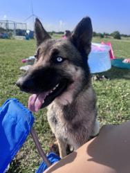 Lost Male Dog last seen Coleman rd, Ponca city, Kildare, OK 74604