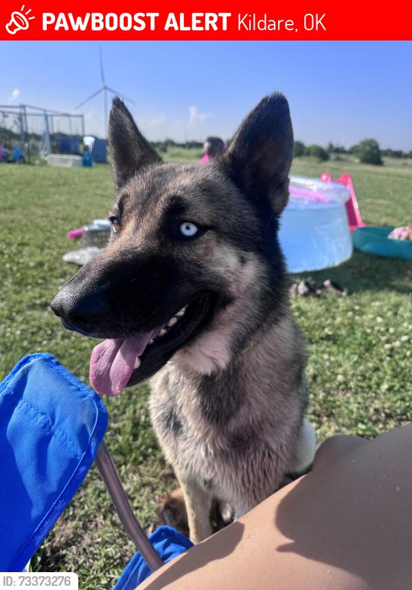 Lost Male Dog last seen Coleman rd, Ponca city, Kildare, OK 74604