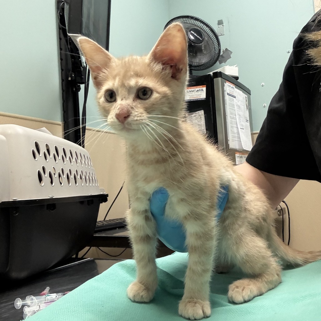 Shelter Stray Male Cat last seen , 2608 Center St, Tacoma, WA 98409, USA