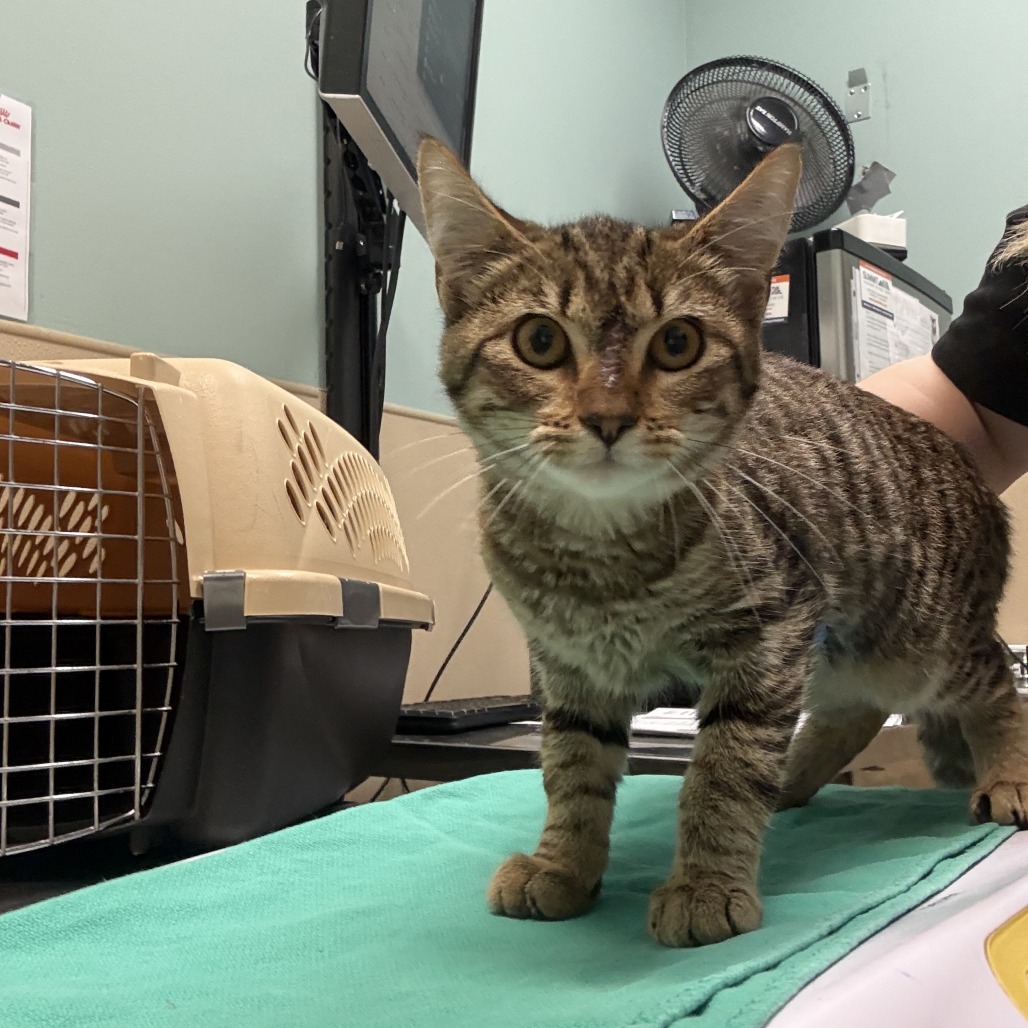 Shelter Stray Female Cat last seen , 2608 Center St, Tacoma, WA 98409, USA