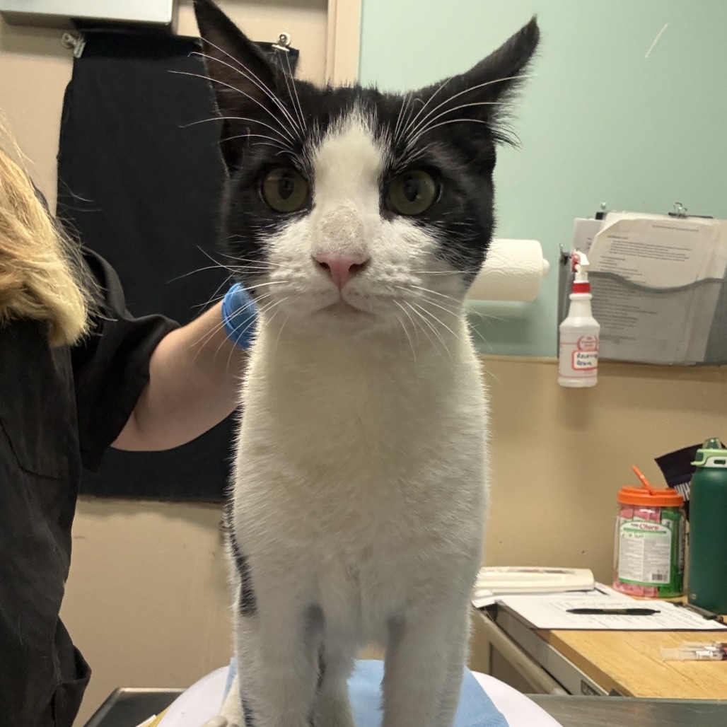 Shelter Stray Male Cat last seen , 2608 Center St, Tacoma, WA 98409, USA