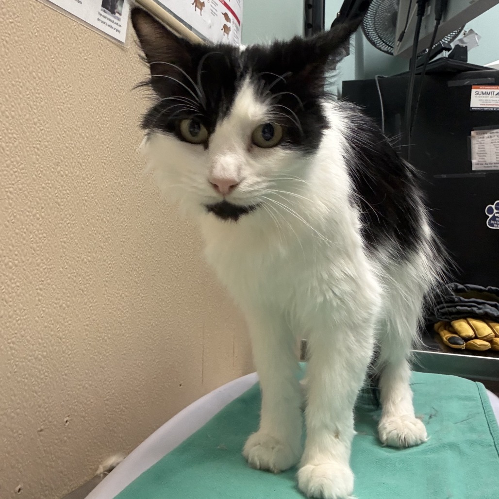 Shelter Stray Female Cat last seen , 2608 Center St, Tacoma, WA 98409, USA