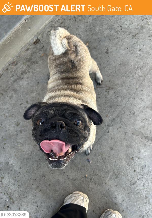 Found/Stray Male Dog last seen Tweedy and truba, South Gate, CA 90280