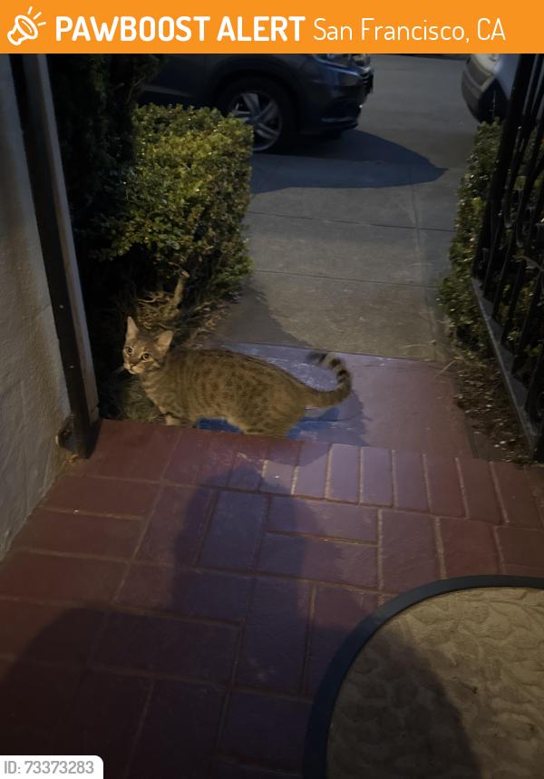 Found/Stray Unknown Cat last seen Came to my front gate, San Francisco, CA 94122