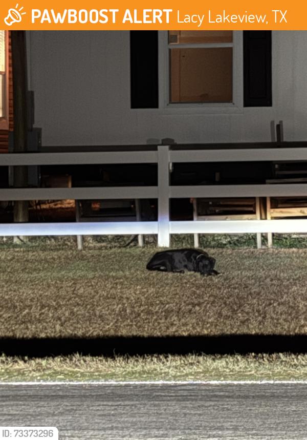 Found/Stray Male Dog last seen The Zoe apmts, Lacy Lakeview, TX 76705