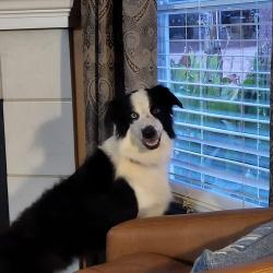 Reunited Male Dog last seen CISD Bus Barn, Cleburne, TX 76033