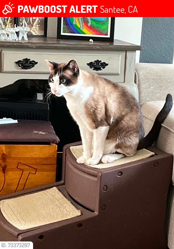 Lost Male Cat last seen Food for Less, Santee, CA 92071