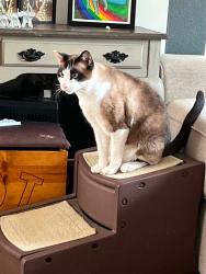Lost Male Cat last seen Food for Less, Santee, CA 92071