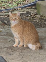 Found/Stray Male Cat last seen Near Jimmie's Rollerdrome in Elsmere, Kentucky, Elsmere, KY 41018