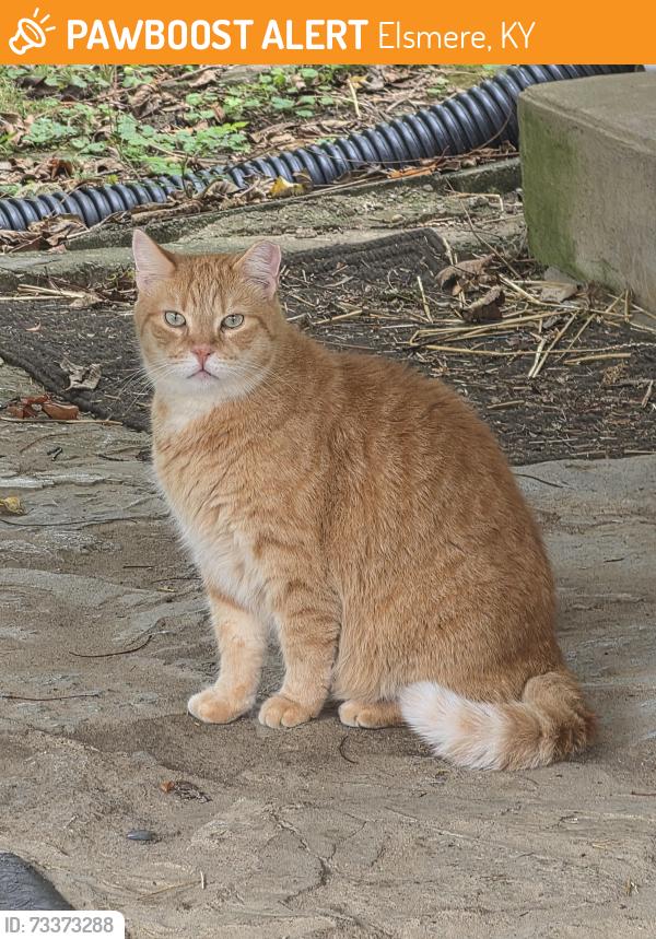 Found/Stray Male Cat last seen Near Jimmie's Rollerdrome in Elsmere, Kentucky, Elsmere, KY 41018