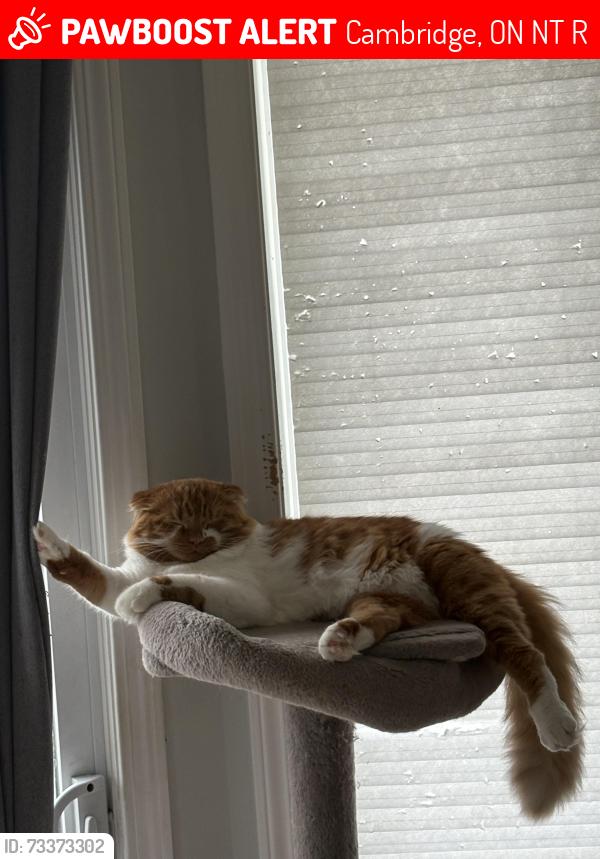 Lost Male Cat last seen Saginaw parkway, Cambridge, ON N1T 1R8