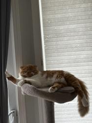Lost Male Cat last seen Saginaw parkway, Cambridge, ON N1T 1R8