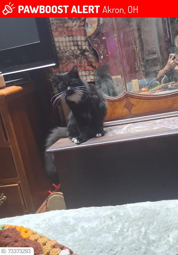 Lost Female Cat last seen Arlington. Rd., Akron, OH 44305