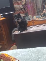 Lost Female Cat last seen Arlington. Rd., Akron, OH 44305